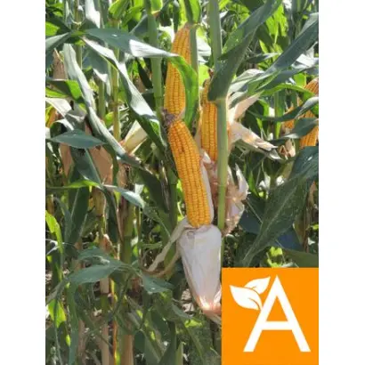 ДОКУЧАЕВСКИЙ 250 МВ