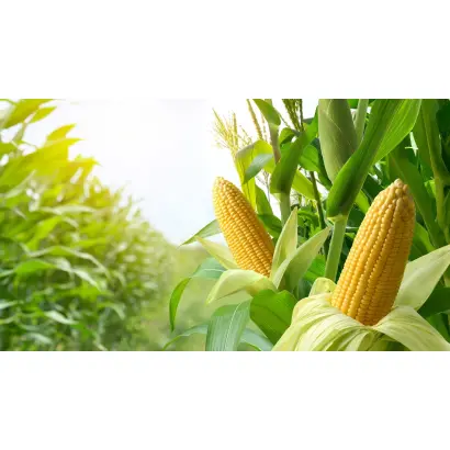 КВ 1 Ф 291 X КВ 1 Ф 290