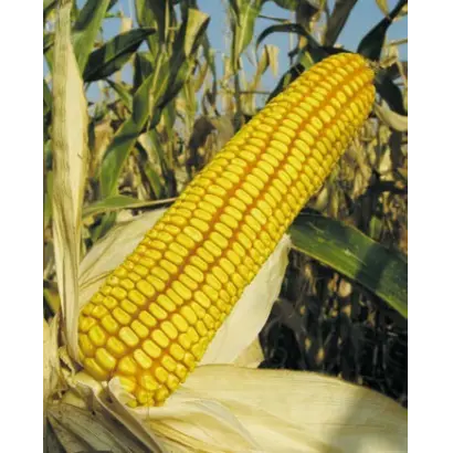 КРАСНОДАРСКИЙ 292 АМВ