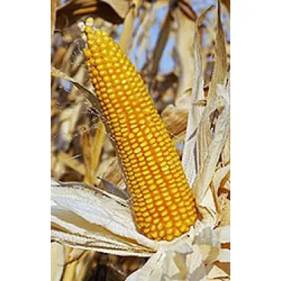 ОБСКИЙ 150 СВ