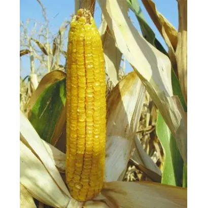 СЕВЕРОКУБАНСКИЙ 280 МВ