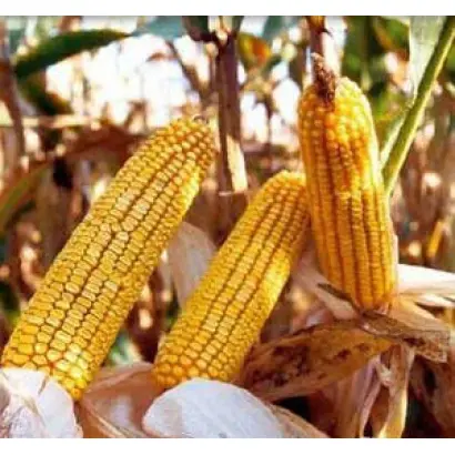 ДНЕПРОВСКИЙ 215 СВ