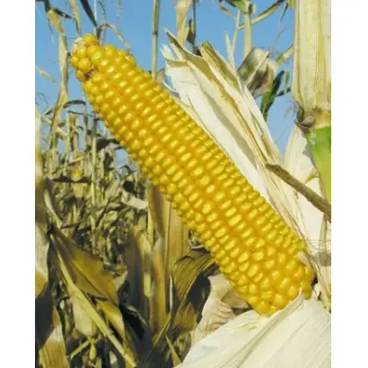 СЕВЕРСКИЙ 190 МВ