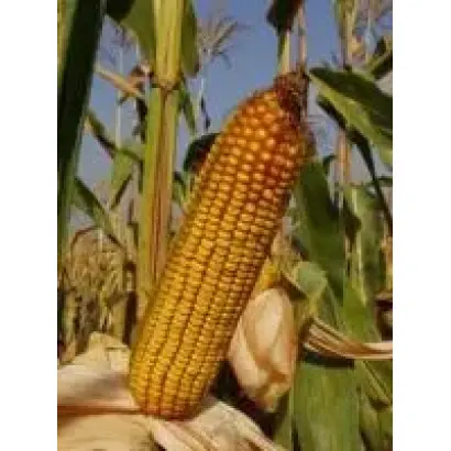 КРАСНОДАРСКИЙ 455 МВ