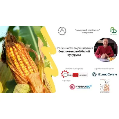 УРВАНСКАЯ БЕЛАЯ