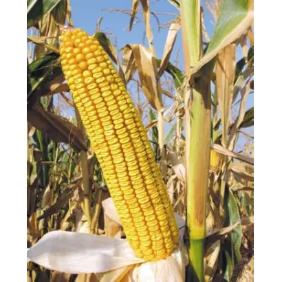 КРАСНОДАРСКИЙ 425 МВ