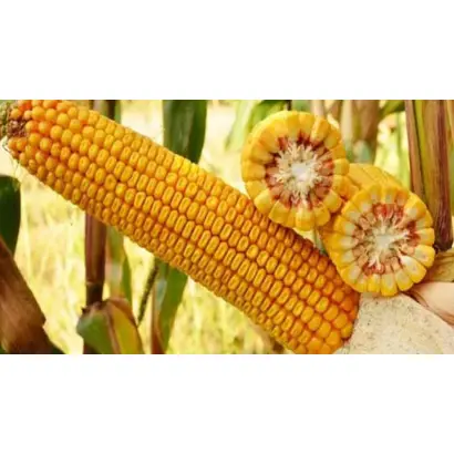 КРАСНОДАРСКИЙ 291 АМВ