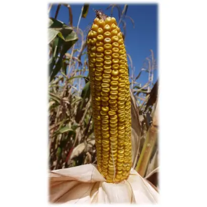 ВОРОНЕЖСКИЙ 279 СВ