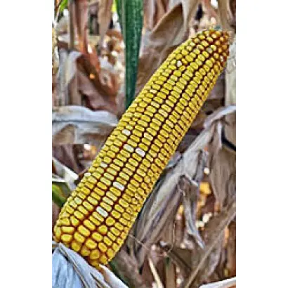 КУБАНСКИЙ 320 СВ