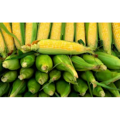 КАВКАЗ 587 МВ