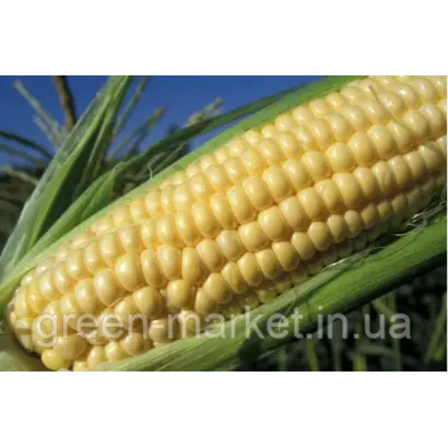 ПОРУМБЕНЬ 458 СВ