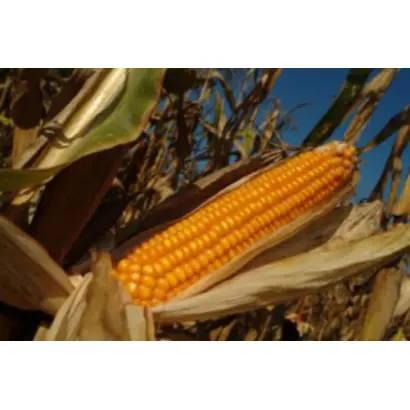 ПОРУМБЕНЬ 372 МВ