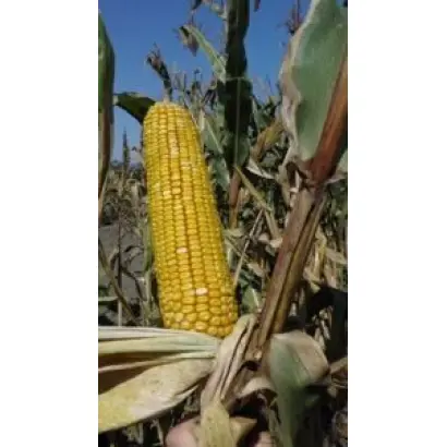 КАВКАЗ 575 МВ