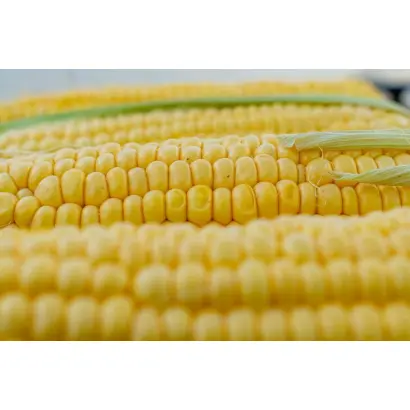 КУБАНСКИЙ 601 СВ