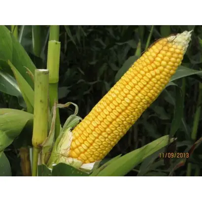 РОДНИК 179 СВ