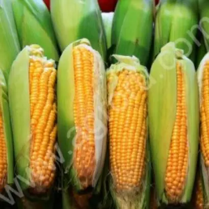 КУЛУНДИНСКАЯ 2