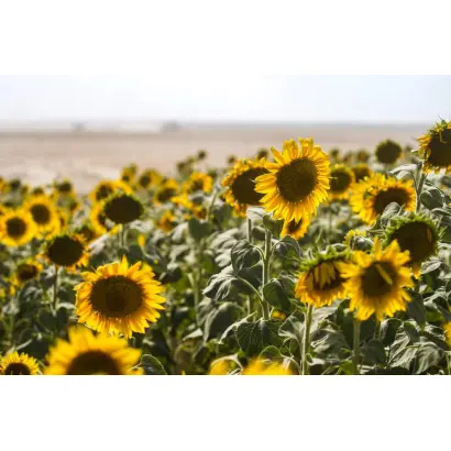 ФКРА 1945 СУ А