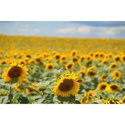 ДОН ЭКСПРЕСС