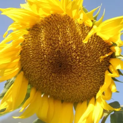 СВЕТЛАНА ОР