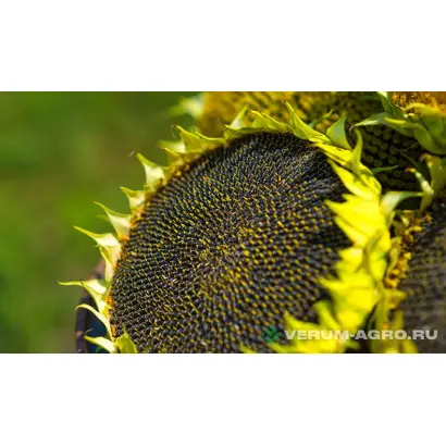 ГРАНД СТАР 50