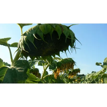 ПРЕТОРИЯ КЛП