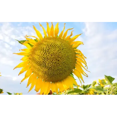 ЕС ОАЗИС СЛП