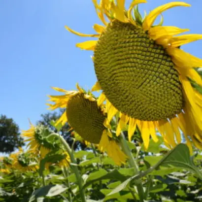 ЕС АНТЕМИС СЛП