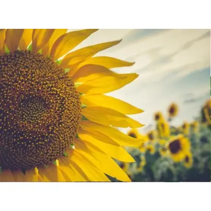 СВЕТЛАНА КЛП