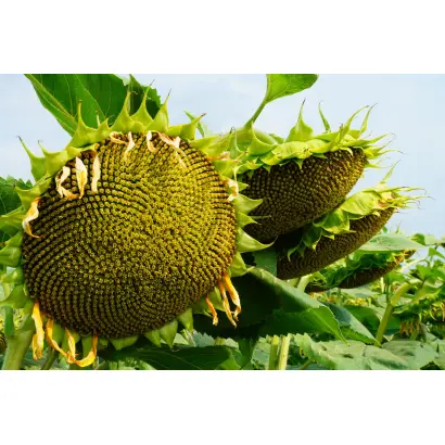 ИНТЕРСТЕЛЛАР