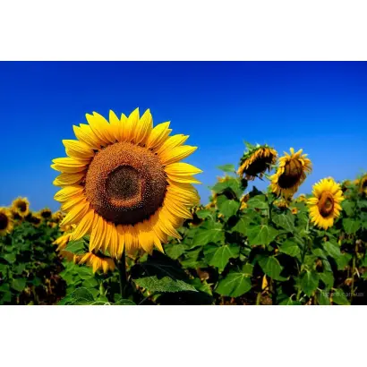 СИ СТРАТО КЛП