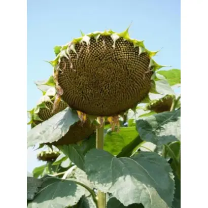 БРИГАНТИНА