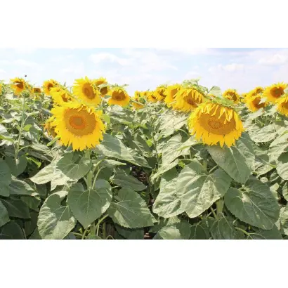 ЕС КАПРИС СЛП