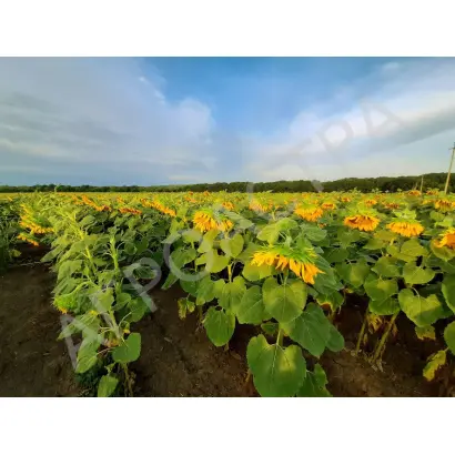 ИВАН ИВАНЫЧ