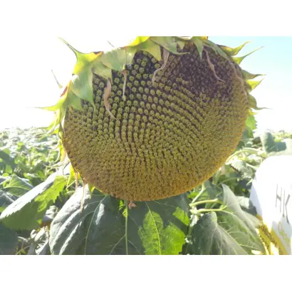 ЕС ТЕРРАМИС СЛ