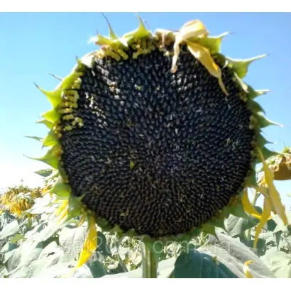 ЕС АНАСТАСИЯ