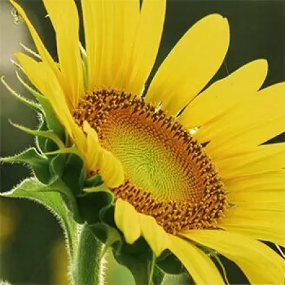 ПАРАИЗО 1000 КЛ ПЛЮС