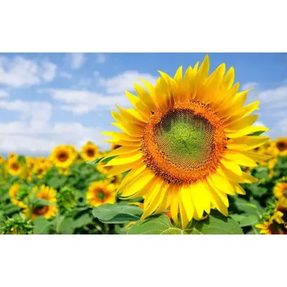 ХА 26 ИМИ ПР А