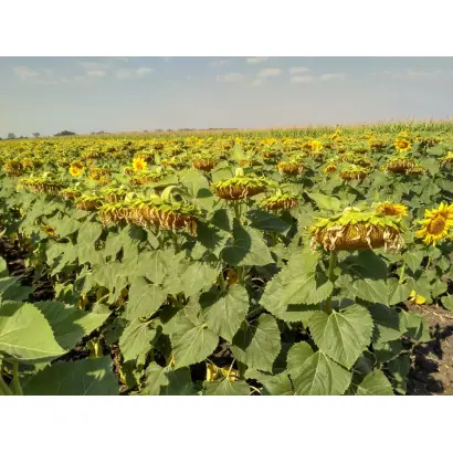 ЕС БАЛИСТИК СЛ