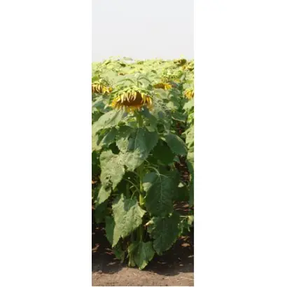 САНМАРИН 452