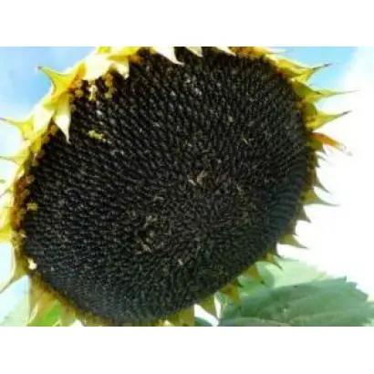 САНМАРИН 456