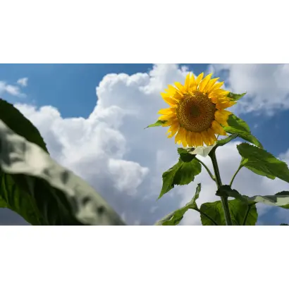 БЕЛОСНЕЖНЫЙ