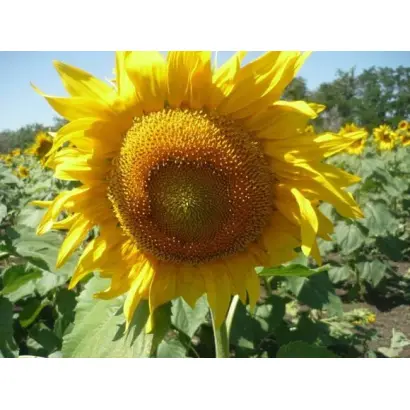 ПОВОЛЖСКИЙ 60