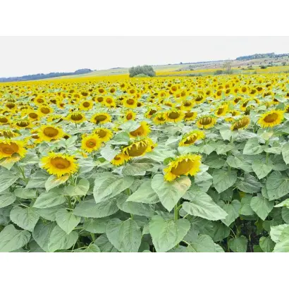 САНМАРИН 432