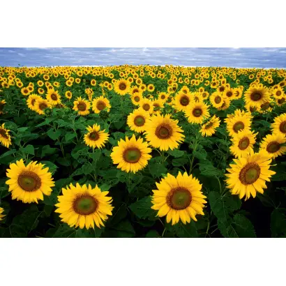 ПОВОЛЖСКИЙ 8