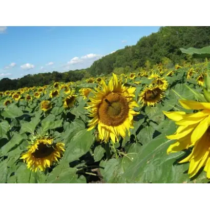 ШОЛОХОВСКИЙ