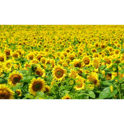 ВЕЙДЕЛЕВСКИЙ 18