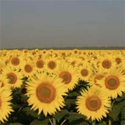 САРАТОВСКИЙ 20