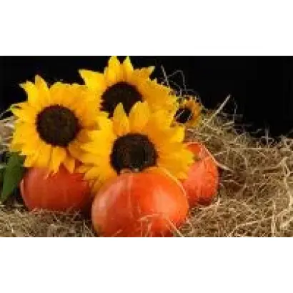 ЧАКИНСКИЙ 931