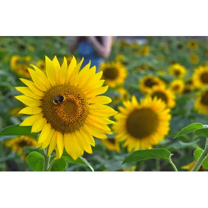 МОХНАТЫЙ ШМЕЛЬ