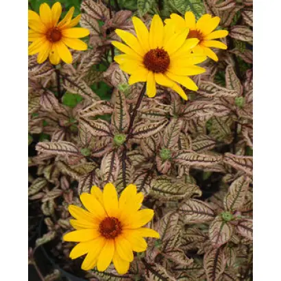 ЭСМЕРАЛЬДА